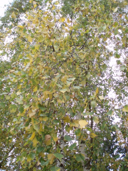 PA101031