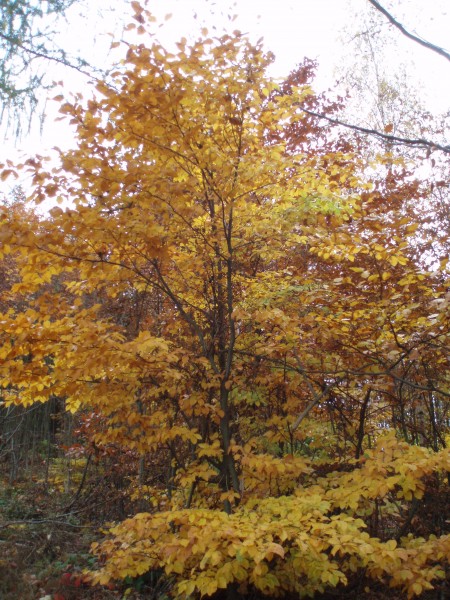 PA101038